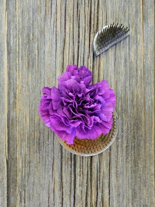 Moonshade  Purple Carnations